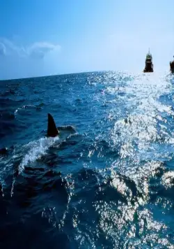 Челюсти 4: Месть (1987) смотреть онлайн Челюсти 4: Месть (1987) фильм смотреть онлайн