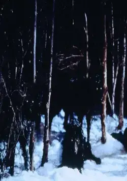 Волк (1994) смотреть онлайн бесплатно Волк (1994) фильм смотреть онлайн бесплатно