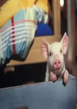 Руди – гончий поросенок (2007) в хорошем качестве смотреть онлайн Руди – гончий поросенок (2007) фильм в хорошем качестве смотреть онлайн