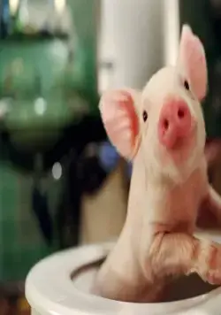 Руди – гончий поросенок (2007) смотреть онлайн бесплатно Руди – гончий поросенок (2007) фильм смотреть онлайн бесплатно