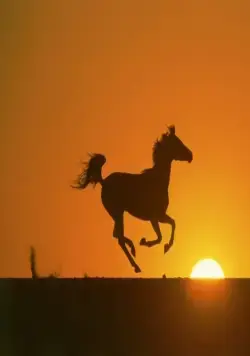 Рожденный в песках (2003) в хорошем качестве смотреть онлайн Рожденный в песках (2003) фильм в хорошем качестве смотреть онлайн