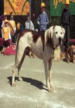 Дорога домой 2: Затерянные в Сан-Франциско (1996) в хорошем качестве смотреть онлайн Дорога домой 2: Затерянные в Сан-Франциско (1996) фильм в хорошем качестве смотреть онлайн