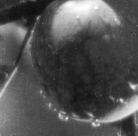 Земля (1930) в хорошем качестве смотреть онлайн Земля (1930) фильм в хорошем качестве смотреть онлайн