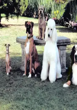 Лохматый спецназ (2003) смотреть онлайн Лохматый спецназ (2003) фильм смотреть онлайн