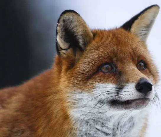 Девочка и лисенок (2007) смотреть онлайн бесплатно Девочка и лисенок (2007) фильм смотреть онлайн бесплатно