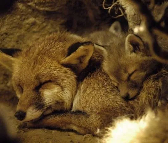 Девочка и лисенок (2007) смотреть онлайн Девочка и лисенок (2007) фильм смотреть онлайн