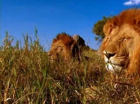 Львиная семейка (2004) в хорошем качестве смотреть онлайн Львиная семейка (2004) фильм в хорошем качестве смотреть онлайн