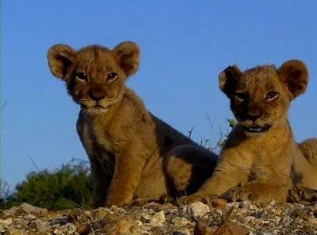 Львиная семейка (2004) смотреть онлайн бесплатно Львиная семейка (2004) фильм смотреть онлайн бесплатно