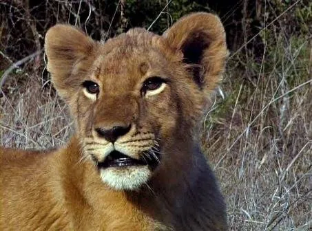 Львиная семейка (2004) смотреть онлайн Львиная семейка (2004) фильм смотреть онлайн