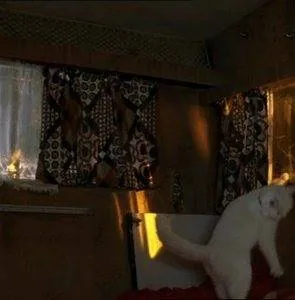 Леди-кошка (2001) в хорошем качестве смотреть онлайн Леди-кошка (2001) фильм в хорошем качестве смотреть онлайн