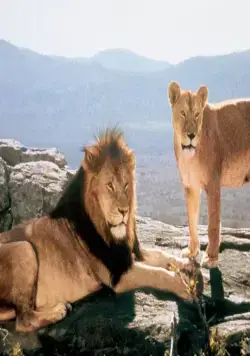 Рожденная свободной (1966) в хорошем качестве смотреть онлайн Рожденная свободной (1966) фильм в хорошем качестве смотреть онлайн