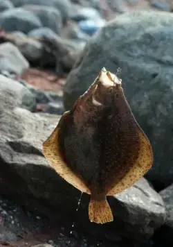 О рыбаке и его жене (2013) смотреть онлайн О рыбаке и его жене (2013) фильм смотреть онлайн