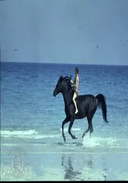 Черный скакун (1979) смотреть онлайн Черный скакун (1979) фильм смотреть онлайн