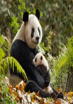 Рожденные в Китае (2016) в хорошем качестве смотреть онлайн Рожденные в Китае (2016) фильм в хорошем качестве смотреть онлайн