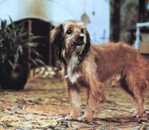 Бенджи (1974) в хорошем качестве смотреть онлайн Бенджи (1974) фильм в хорошем качестве смотреть онлайн