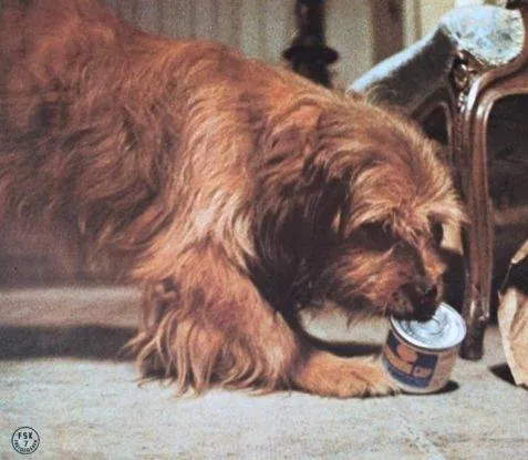 Бенджи (1974) смотреть онлайн бесплатно Бенджи (1974) фильм смотреть онлайн бесплатно