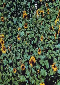 Подсолнухи (1970) смотреть онлайн Подсолнухи (1970) фильм смотреть онлайн