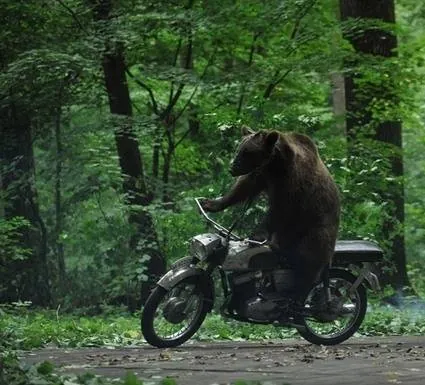 Медведь (2011) смотреть онлайн бесплатно Медведь (2011) фильм смотреть онлайн бесплатно