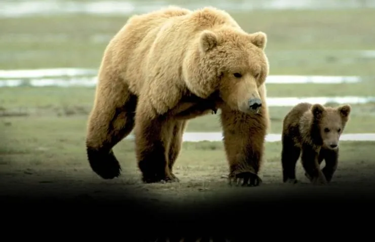 Человек гризли (2005) смотреть онлайн Человек гризли (2005) фильм смотреть онлайн