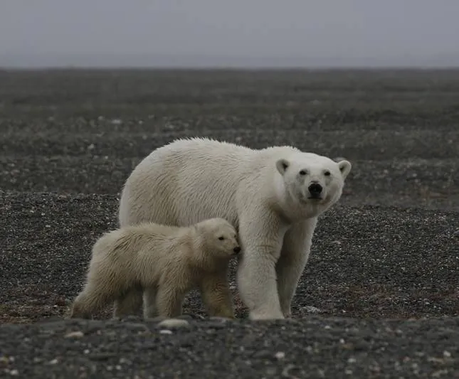 Россия — царство тигров, медведей и вулканов (2011) смотреть онлайн бесплатно Россия — царство тигров, медведей и вулканов (2011) фильм смотреть онлайн бесплатно