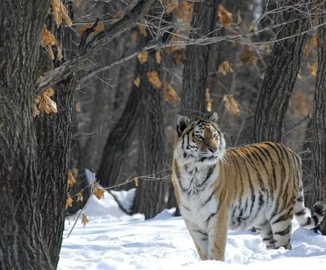 Россия — царство тигров, медведей и вулканов (2011) в хорошем качестве смотреть онлайн Россия — царство тигров, медведей и вулканов (2011) фильм в хорошем качестве смотреть онлайн