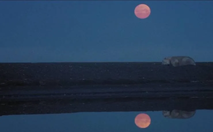 Россия — царство тигров, медведей и вулканов (2011) смотреть онлайн Россия — царство тигров, медведей и вулканов (2011) фильм смотреть онлайн