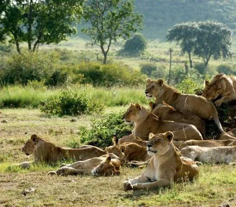 Африканские кошки: Королевство смелых (2011) смотреть онлайн Африканские кошки: Королевство смелых (2011) фильм смотреть онлайн