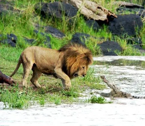 Африканские кошки: Королевство смелых (2011) в хорошем качестве смотреть онлайн Африканские кошки: Королевство смелых (2011) фильм в хорошем качестве смотреть онлайн