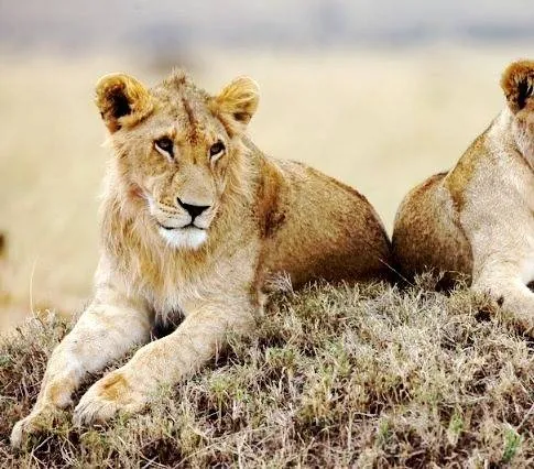 Африканские кошки: Королевство смелых (2011) смотреть онлайн бесплатно Африканские кошки: Королевство смелых (2011) фильм смотреть онлайн бесплатно