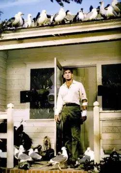 Птицы (1963) в хорошем качестве смотреть онлайн Птицы (1963) фильм в хорошем качестве смотреть онлайн