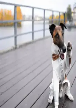 Фокстер и Макс (2019) смотреть онлайн Фокстер и Макс (2019) фильм смотреть онлайн