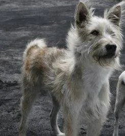 Дорожная банда «4 лапы» (2007) в хорошем качестве смотреть онлайн Дорожная банда «4 лапы» (2007) фильм в хорошем качестве смотреть онлайн