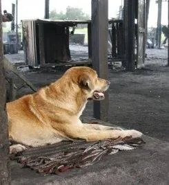 Дорожная банда «4 лапы» (2007) смотреть онлайн бесплатно Дорожная банда «4 лапы» (2007) фильм смотреть онлайн бесплатно