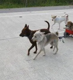 Дорожная банда «4 лапы» (2007) смотреть онлайн Дорожная банда «4 лапы» (2007) фильм смотреть онлайн