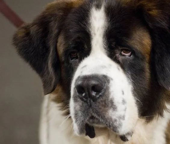 Бетховен: Большой бросок (2008) в хорошем качестве смотреть онлайн Бетховен: Большой бросок (2008) фильм в хорошем качестве смотреть онлайн