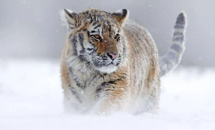 Семь миров, одна планета (2019) смотреть онлайн Семь миров, одна планета (2019) сериал смотреть онлайн