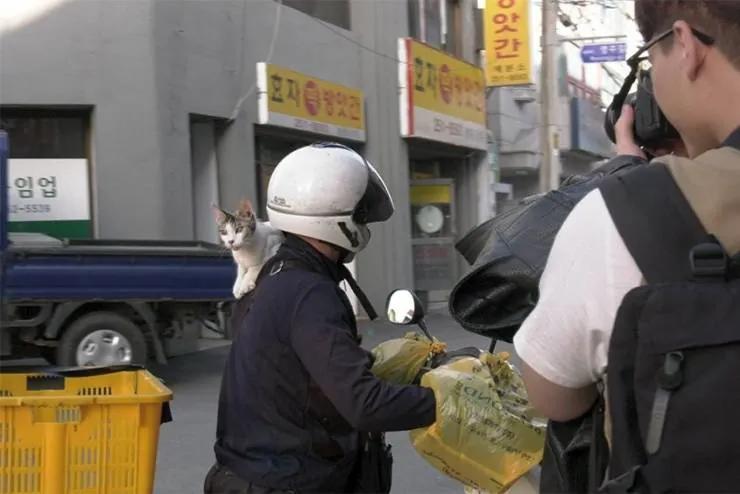 Наши котики (2020) смотреть онлайн Наши котики (2020) фильм смотреть онлайн