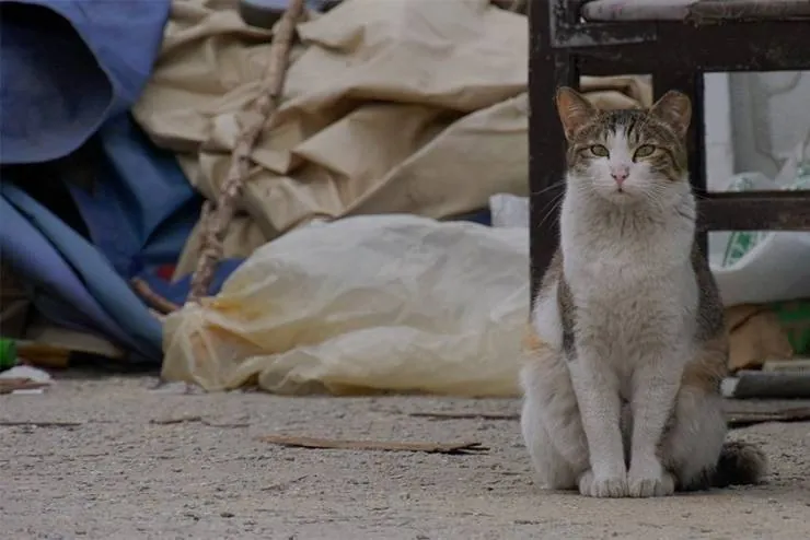 Наши котики (2020) смотреть онлайн бесплатно Наши котики (2020) фильм смотреть онлайн бесплатно