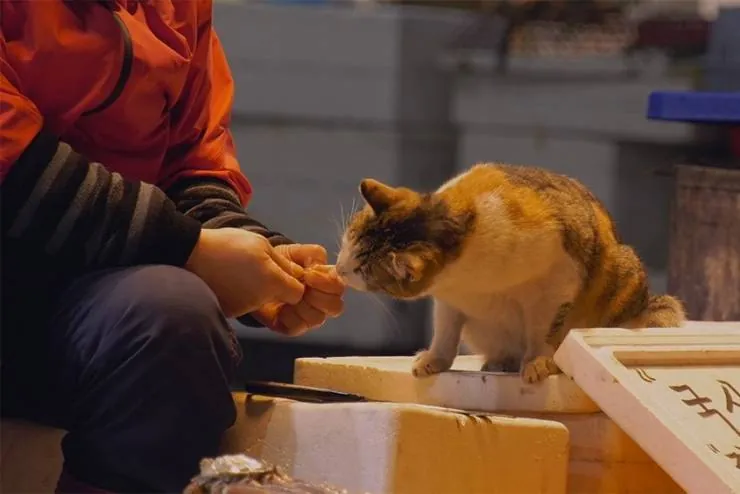 Наши котики (2020) в хорошем качестве смотреть онлайн Наши котики (2020) фильм в хорошем качестве смотреть онлайн