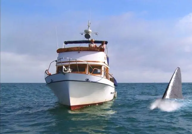 Супер-акула (2011) смотреть онлайн Супер-акула (2011) фильм смотреть онлайн