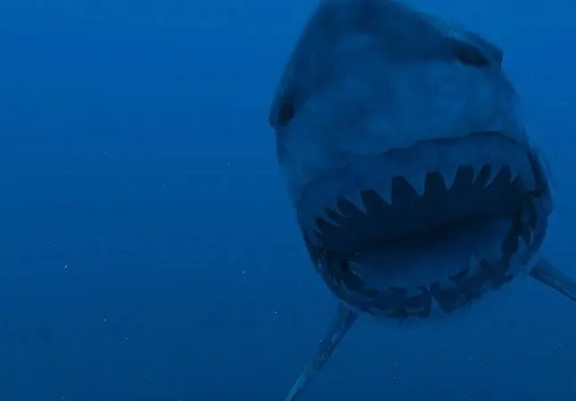 Супер-акула (2011) в хорошем качестве смотреть онлайн Супер-акула (2011) фильм в хорошем качестве смотреть онлайн