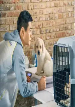 Маленький Кью (2019) смотреть онлайн бесплатно Маленький Кью (2019) фильм смотреть онлайн бесплатно