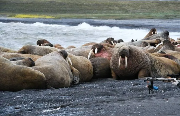 Несейка. Младшая дочь (2018) в хорошем качестве смотреть онлайн Несейка. Младшая дочь (2018) фильм в хорошем качестве смотреть онлайн