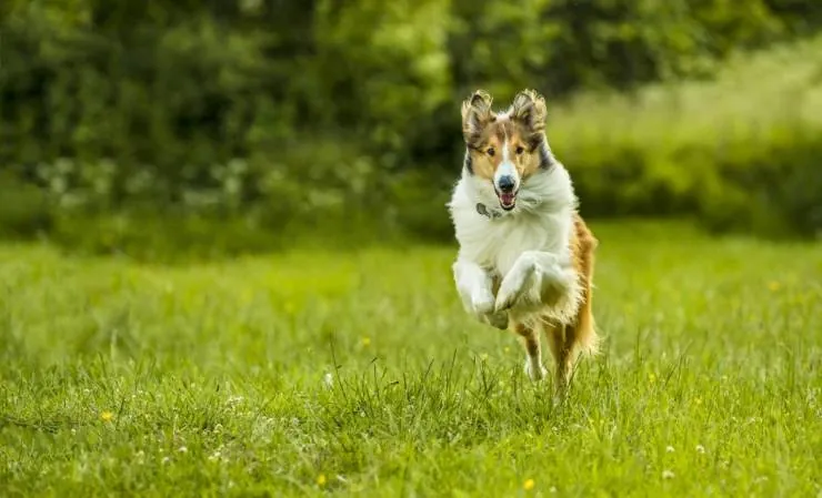 Лесси. Возвращение домой (2020) смотреть онлайн Лесси. Возвращение домой (2020) фильм смотреть онлайн