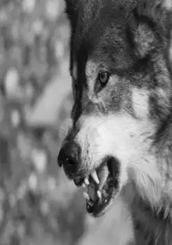 Город волков (2011) смотреть онлайн бесплатно Город волков (2011) фильм смотреть онлайн бесплатно