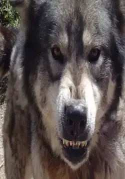 Город волков (2011) в хорошем качестве смотреть онлайн Город волков (2011) фильм в хорошем качестве смотреть онлайн