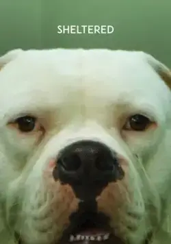 Приют / Dierbaren (2020) фильм смотреть онлайн Приют / Dierbaren (2020) фильм смотреть онлайн в хорошем качестве