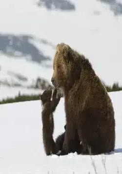 Медведи Камчатки. Начало жизни (2018) в хорошем качестве смотреть онлайн Медведи Камчатки. Начало жизни (2018) фильм в хорошем качестве смотреть онлайн