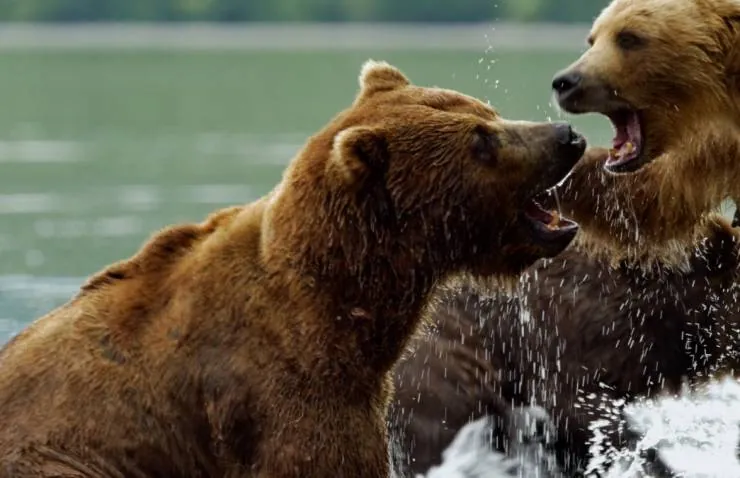 Медведи Камчатки. Начало жизни (2018) смотреть онлайн бесплатно Медведи Камчатки. Начало жизни (2018) фильм смотреть онлайн бесплатно