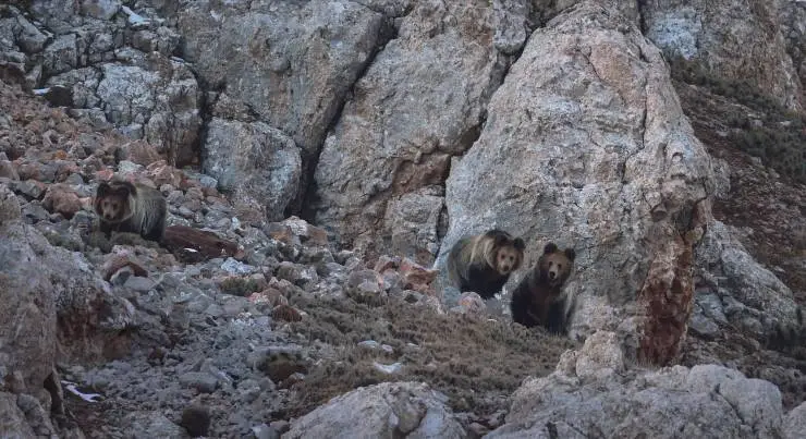 В поисках снежного барса (2021) смотреть онлайн В поисках снежного барса (2021) фильм смотреть онлайн